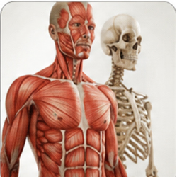 Anatomy