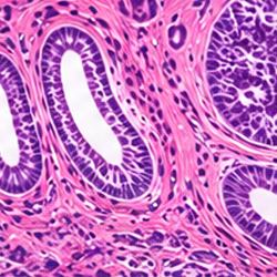 Histology